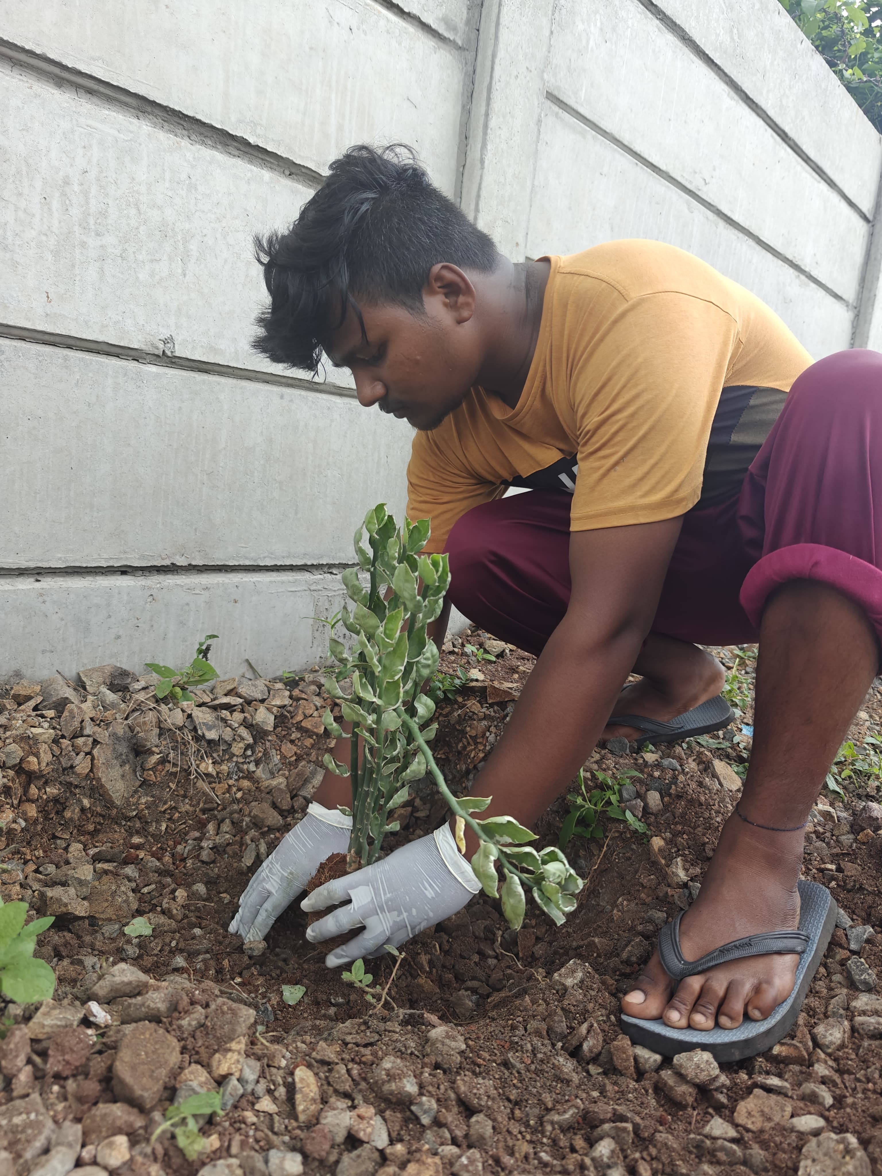 Tree Plantation